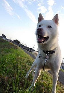 dote_k1709145.jpg