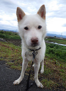 dote_k1709151.jpg