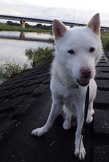 dote_k1709173.jpg