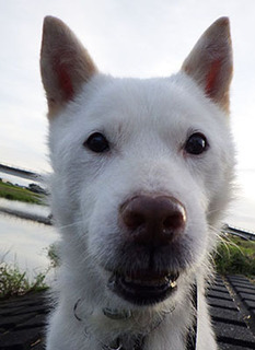 dote_k1709175.jpg