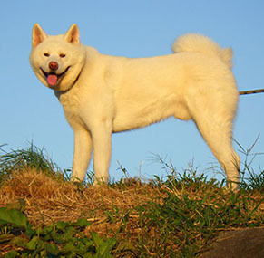 dote_k1709211.jpg