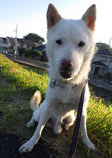 dote_k1709212.jpg