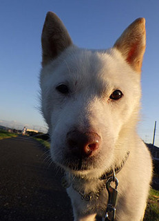 dote_k1709213.jpg