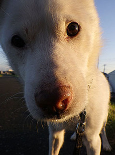 dote_k1709214.jpg