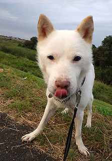 dote_k1709224.jpg