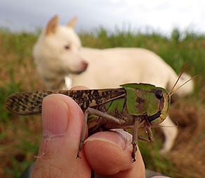 dote_k1709225.jpg