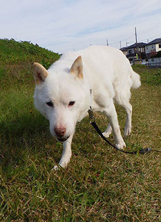 dote_k1711021.jpg