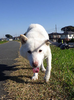 dote_k1711031.jpg