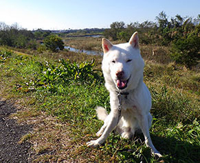 dote_k1711032.jpg