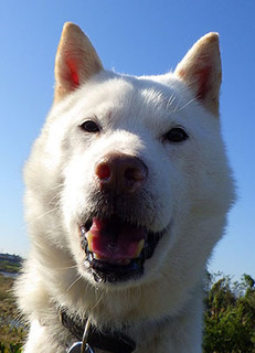 dote_k1711033.jpg