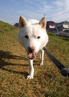 dote_k1711041.jpg