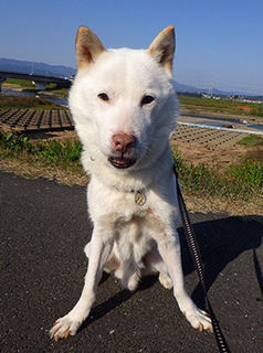 dote_k1711053.jpg