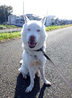 dote_k1711061.jpg