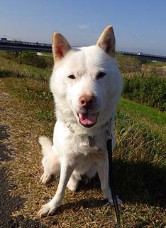dote_k1711073.jpg
