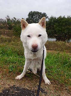 dote_k1711084.jpg