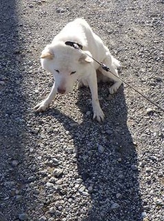 dote_k1711091.jpg