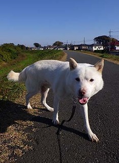 dote_k1711092.jpg