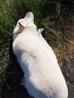 dote_k1711093.jpg