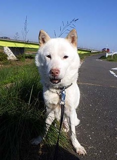 dote_k1711094.jpg