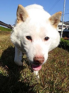 dote_k1711095.jpg