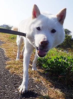 dote_k1711101.jpg