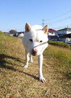 dote_k1711102.jpg