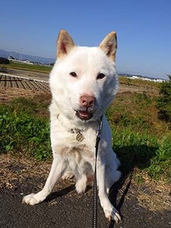 dote_k1711104.jpg