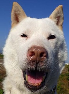 dote_k1711105.jpg
