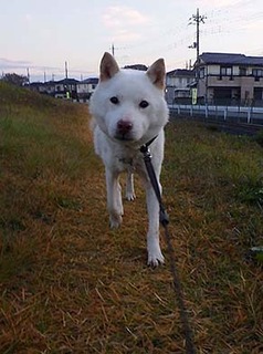 dote_k1711111.jpg