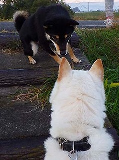 dote_k1711112.jpg