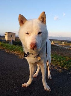dote_k1711113.jpg