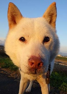 dote_k1711114.jpg