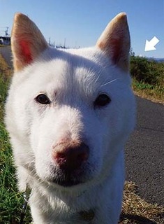 dote_k1711121.jpg