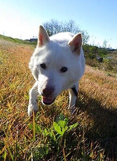 dote_k1711123.jpg