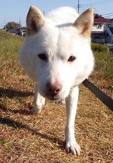 dote_k1711131.jpg