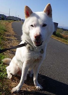 dote_k1711134.jpg