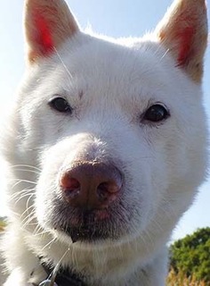 dote_k1711136.jpg
