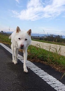 dote_k1711141.jpg