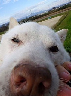 dote_k1711142.jpg