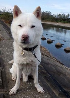 dote_k1711143.jpg