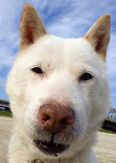 dote_k1711145.jpg
