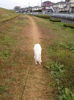 dote_k1711151.jpg