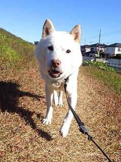 dote_k1711161.jpg