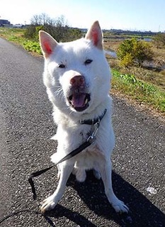 dote_k1711163.jpg