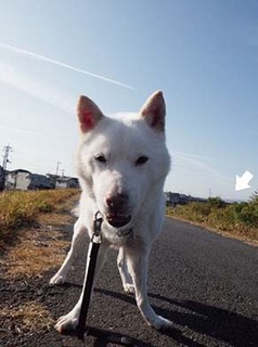 dote_k1711173.jpg