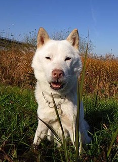 dote_k1711175.jpg