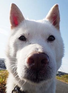 dote_k1711176.jpg