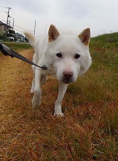 dote_k1711181.jpg