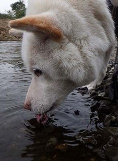 dote_k1711184.jpg