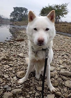 dote_k1711186.jpg